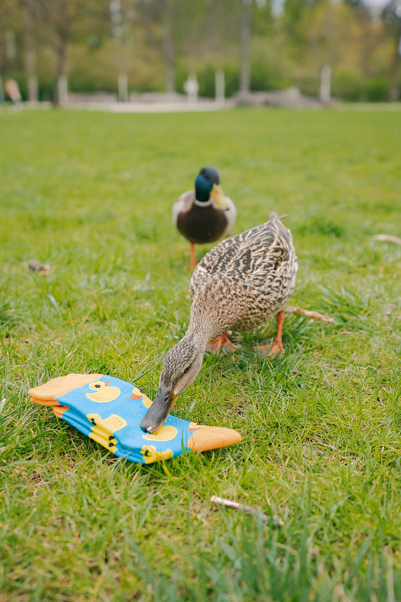 Lonka Depate Sólo kačenky 39-42
